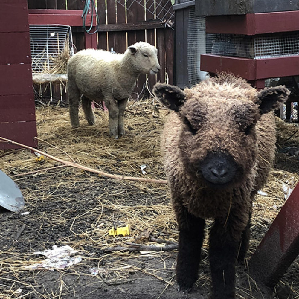 babydoll southdown sheep